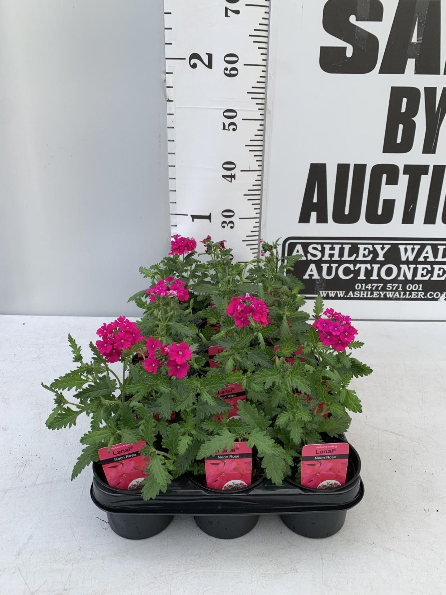 FIFTEEN TRAILING VERBENA LANAI IN NEON ROSE BASKET PLANTS ON A TRAY IN P9 POTS PLUS VAT TO BE SOLD