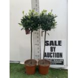 TWO STANDARD BAY TREES LAURUS NOBILIS APPROX 140CM IN HEIGHT IN A 10 LTR POT NO VAT TO BE SOLD FOR