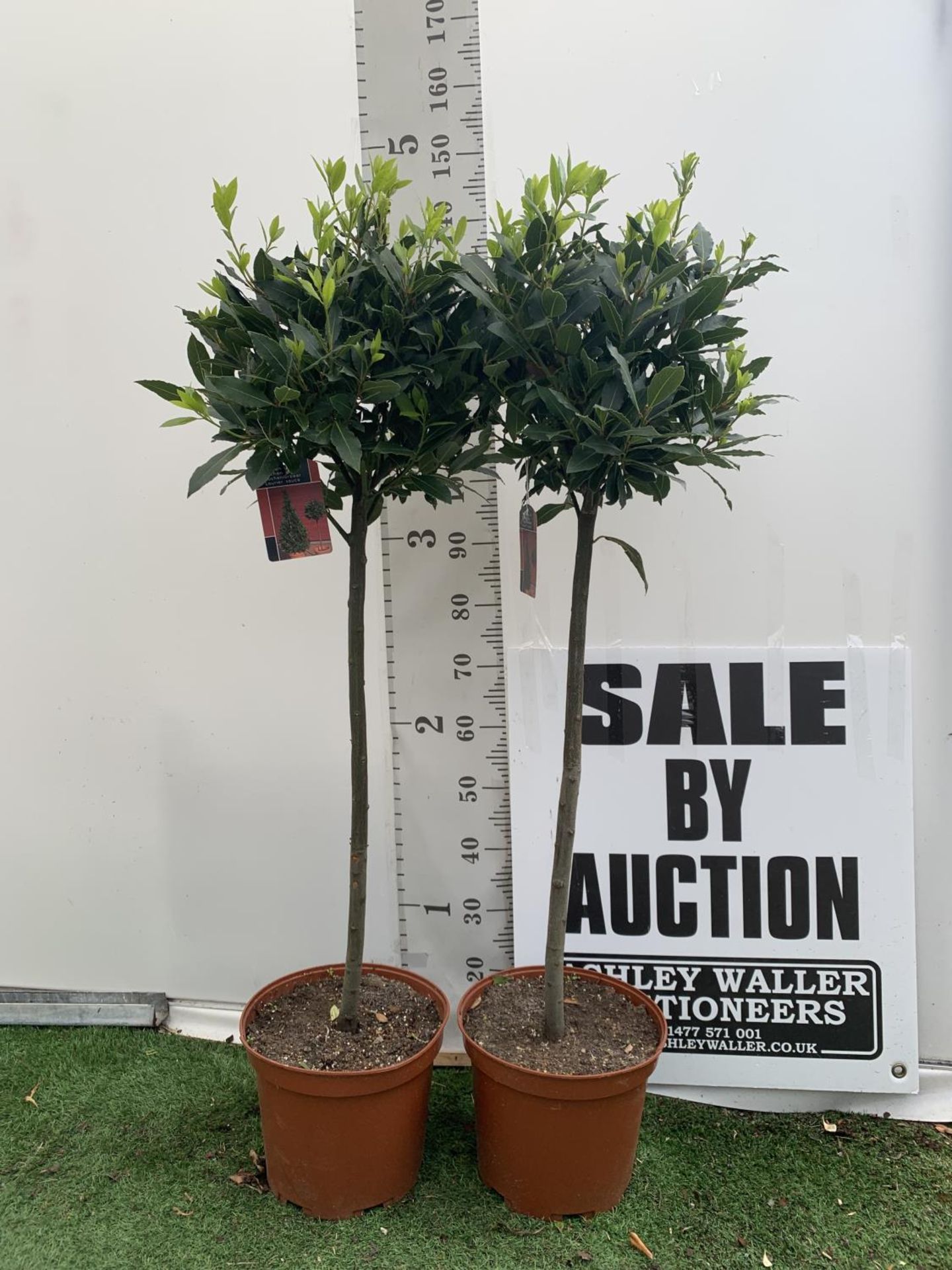 TWO STANDARD BAY TREES LAURUS NOBILIS APPROX 140CM IN HEIGHT IN A 10 LTR POT NO VAT TO BE SOLD FOR