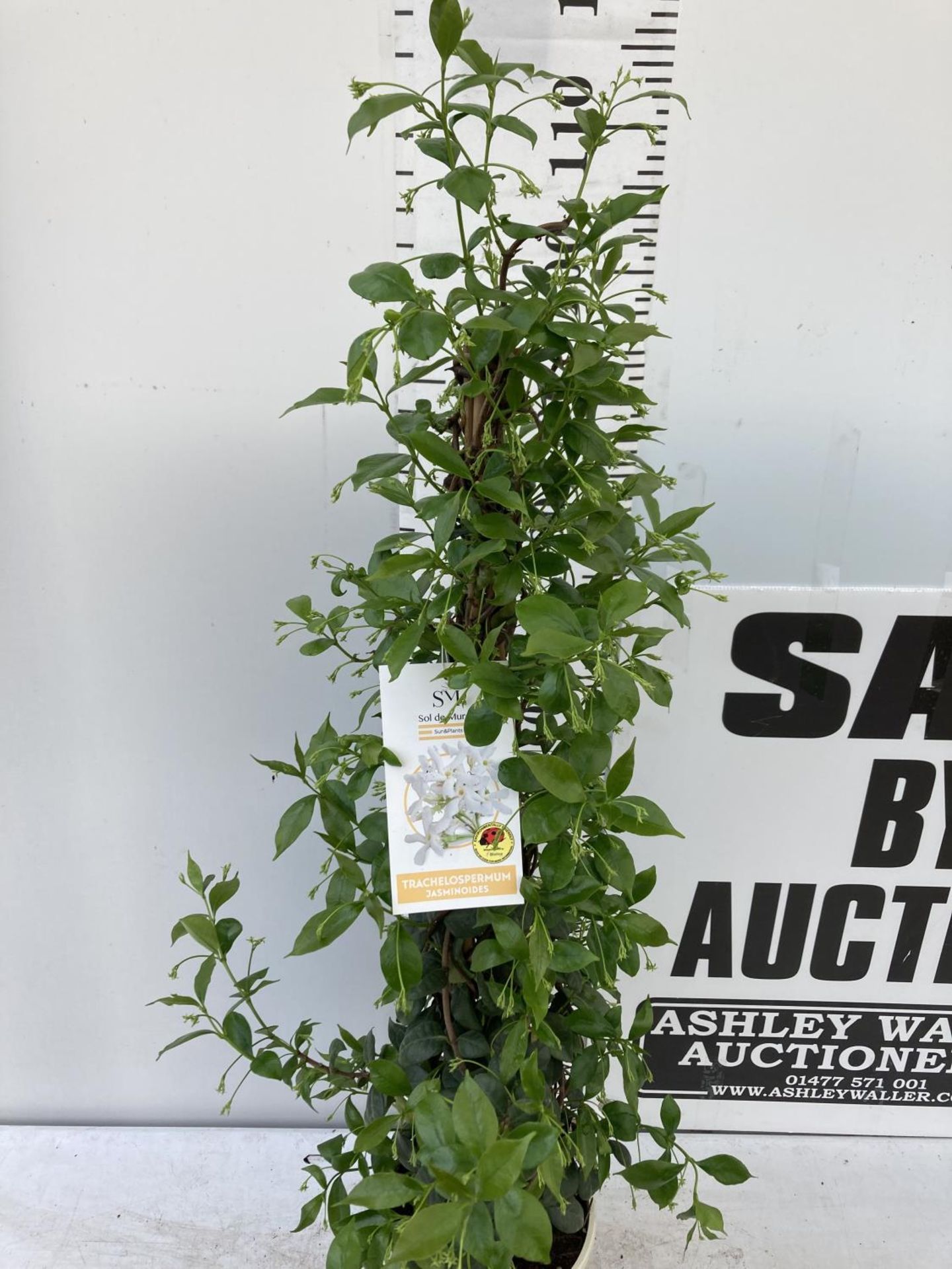 ONE JASMINE ON A PYRAMID FRAME APPROX 120CM IN HEIGHT IN A 3LTR POT PLUS VAT - Image 3 of 10