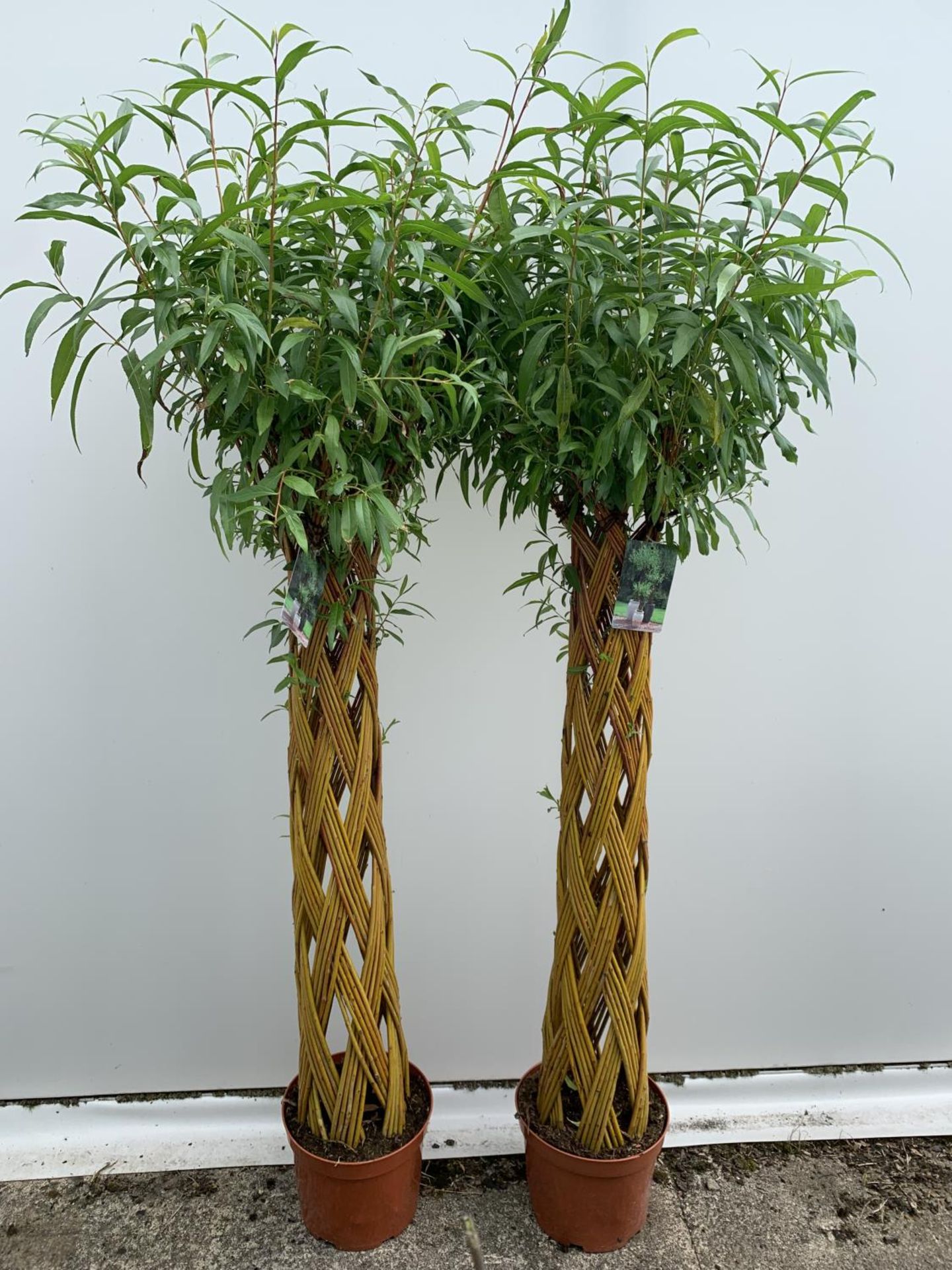 TWO SALIX LIVING WILLOW TREES IN 7.5 LTR POTS OVER 2 METRES IN HEIGHT TO BE SOLD FOR THE TWO PLUS - Image 15 of 22