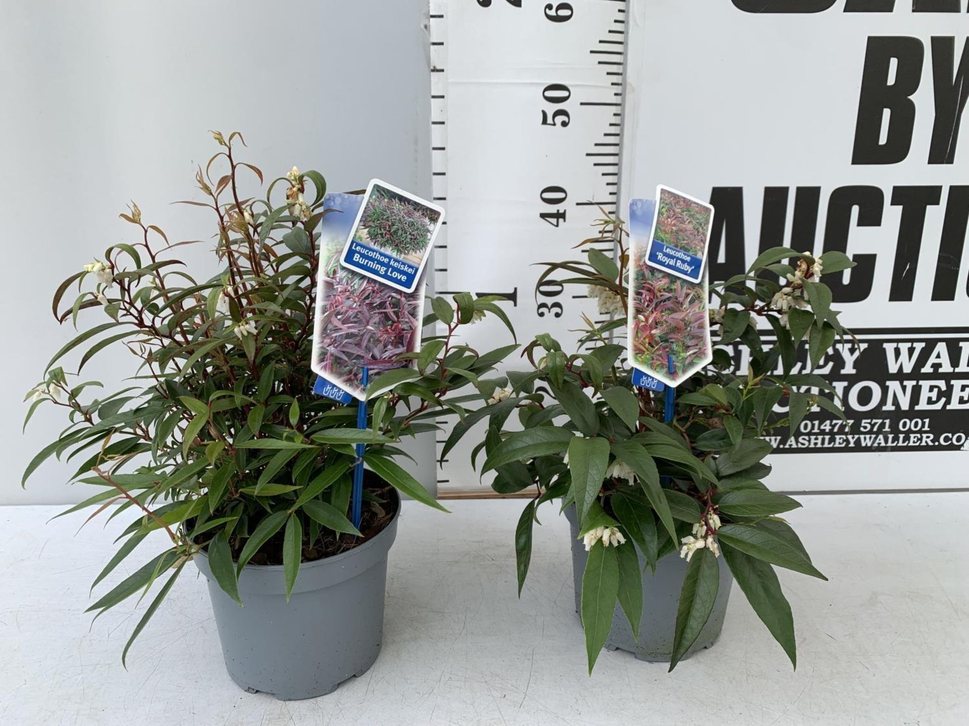 TWO LEUCOTHOE 'ROYAL RUBY' AND 'BURNING LOVE' IN 2 LTR POTS 35CM TALL PLUS VAT TO BE SOLD FOR THE - Image 2 of 12