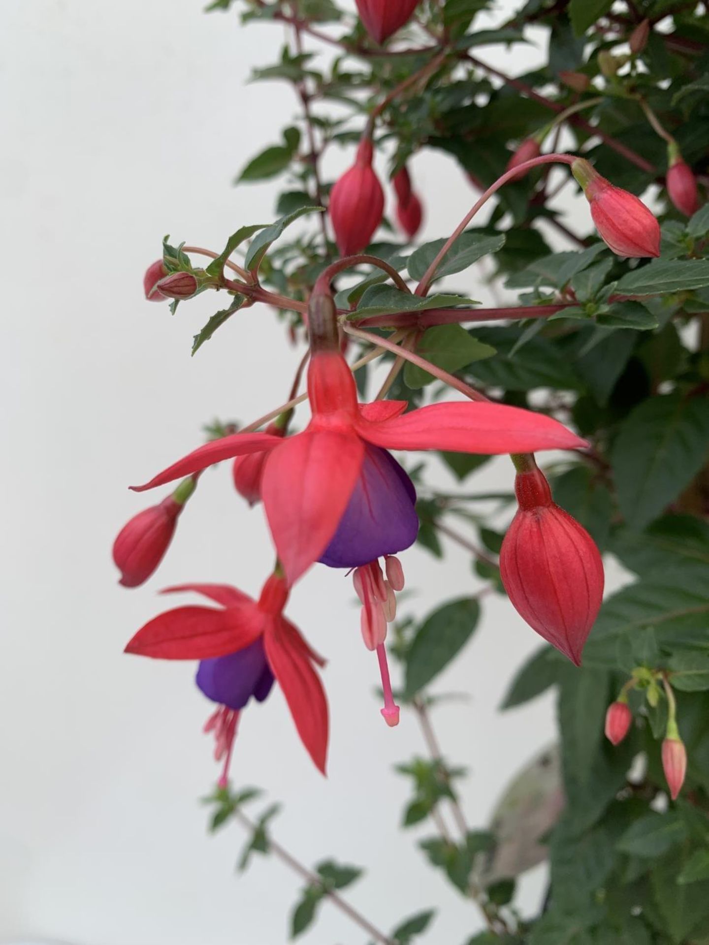 TWO BELLA STANDARD RED/WHITE AND RED/PURPLE FUCHSIA IN A 3 LTR POTS 70CM -80CM TALL TO BE SOLD FOR - Image 4 of 5