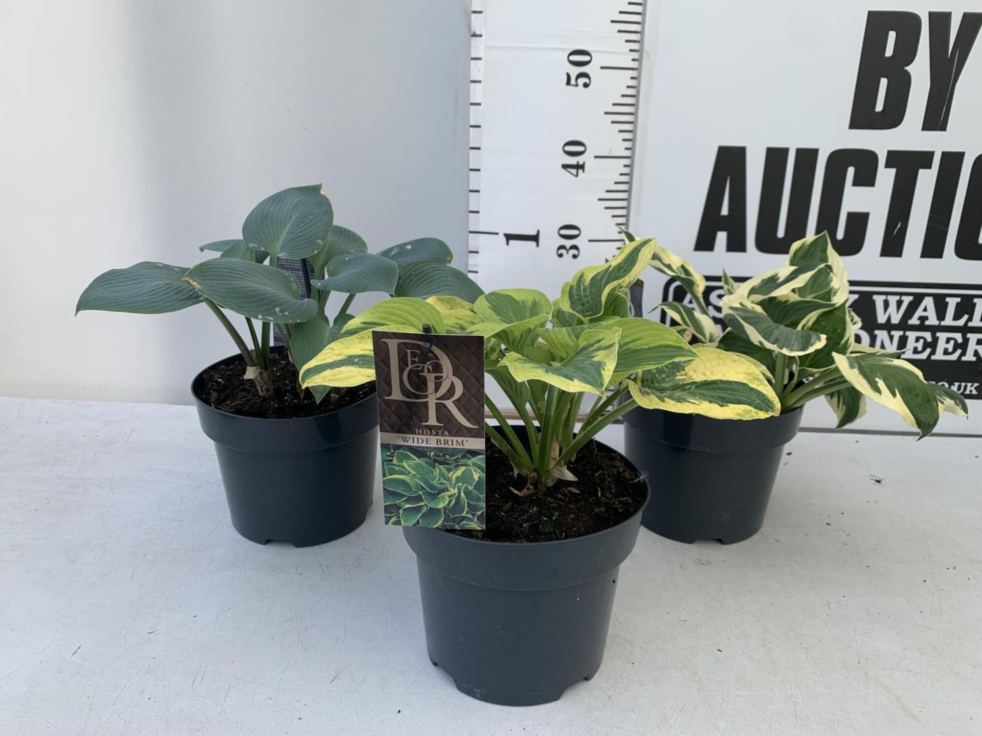 THREE MIXED VARIETY HOSTAS TO INCLUDE WIDE BRIM, HALCYON AND PATRIOT IN 3 LTR POTS 30CM TALL TO BE