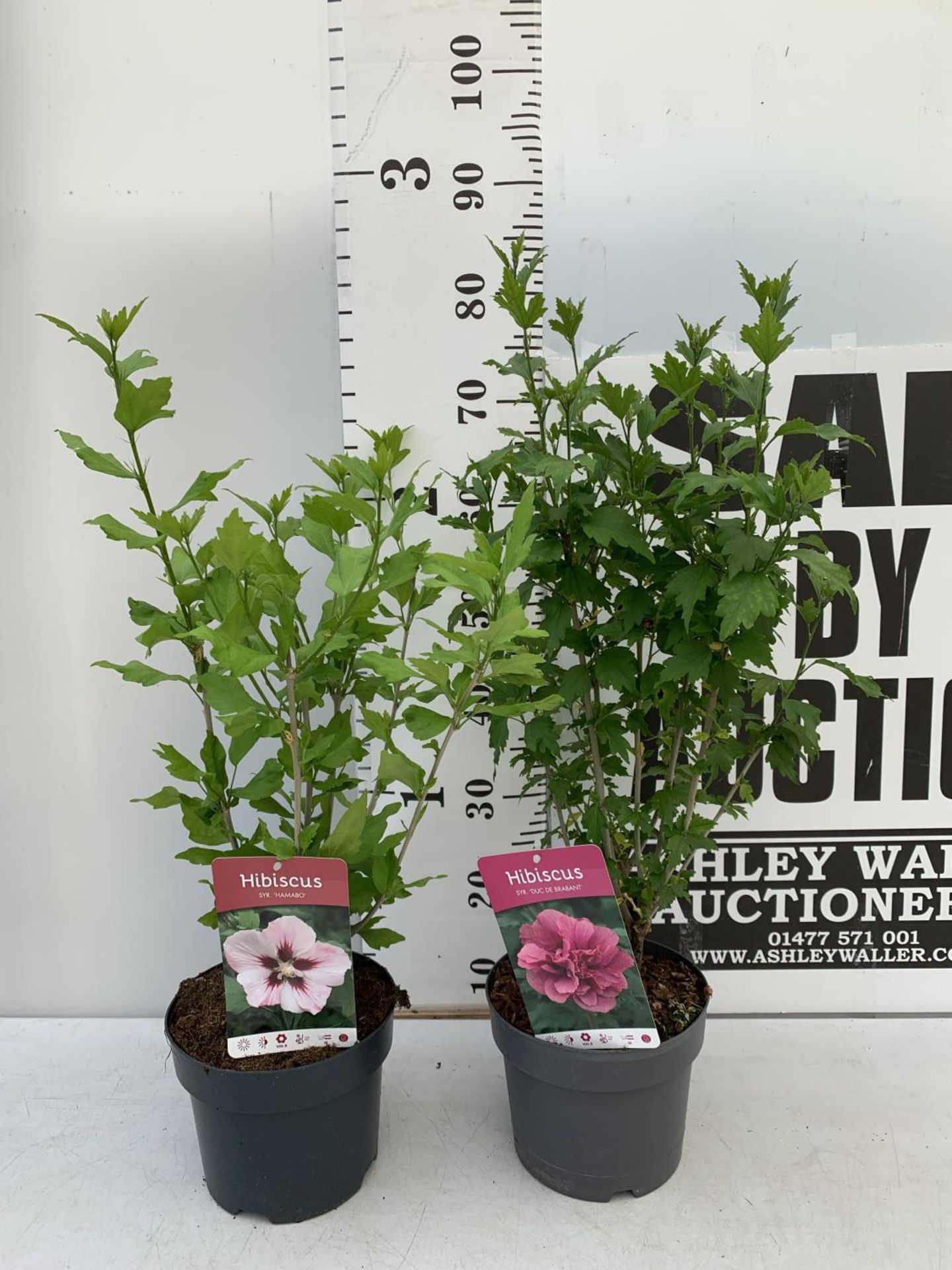 TWO HIBISCUS SYRIACUS PINK 'DUC DE BRABANT' AND 'HAMABO' LIGHT PINK/WHITE APPROX 80CM IN HEIGHT IN 3