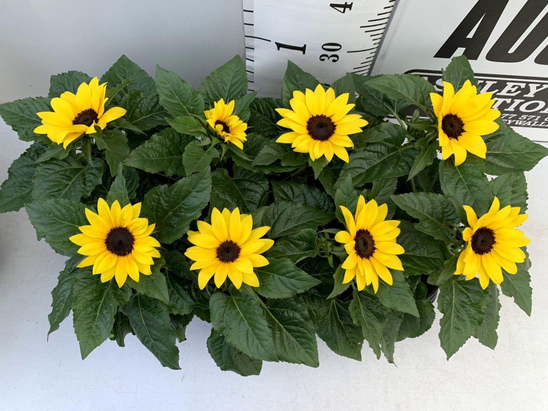 EIGHT SUNFLOWERS HELIANTHUS ANNUUS SENSATION IN ONE LITRE POTS APPROX 35CM IN HEIGHT PLUS VAT TO - Image 3 of 6