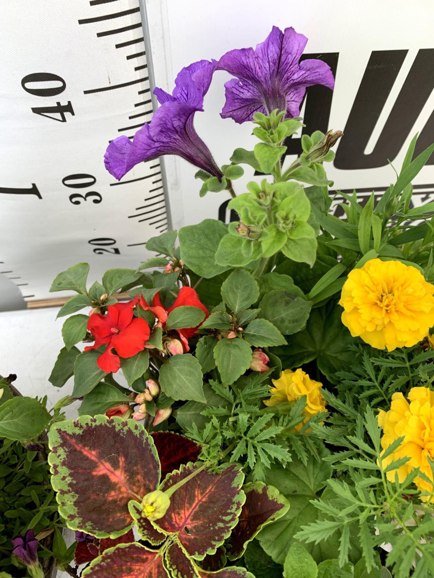 TWO LARGE TUBS PLANTED WITH VARIOUS PLANTS INC MARIGOLDS PETUNIAS FUCHSIA BACOPA ETC IN 10 LTR - Image 5 of 8