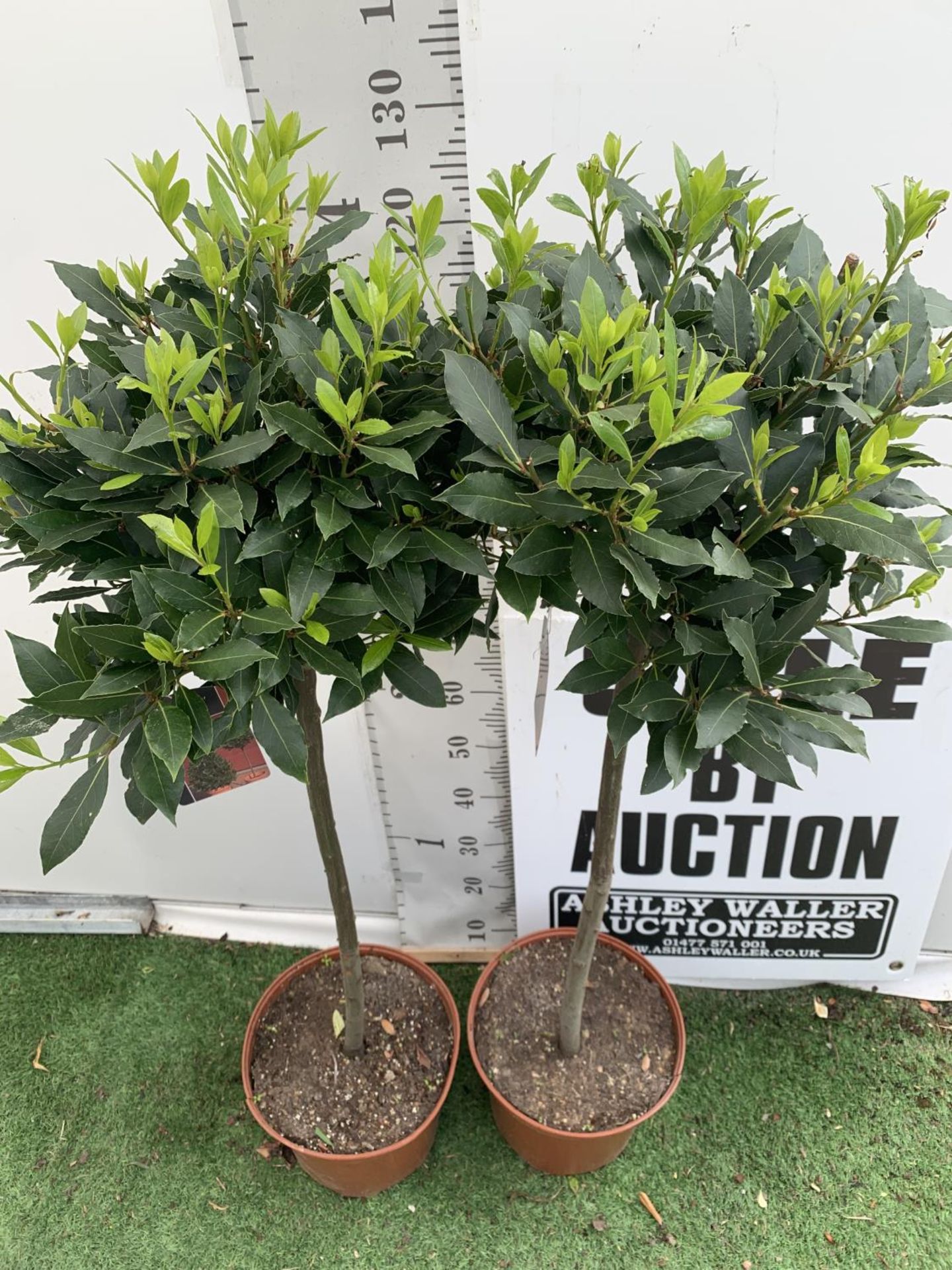 TWO STANDARD BAY TREES LAURUS NOBILIS APPROX 140CM IN HEIGHT IN A 10 LTR POT NO VAT TO BE SOLD FOR - Image 5 of 10