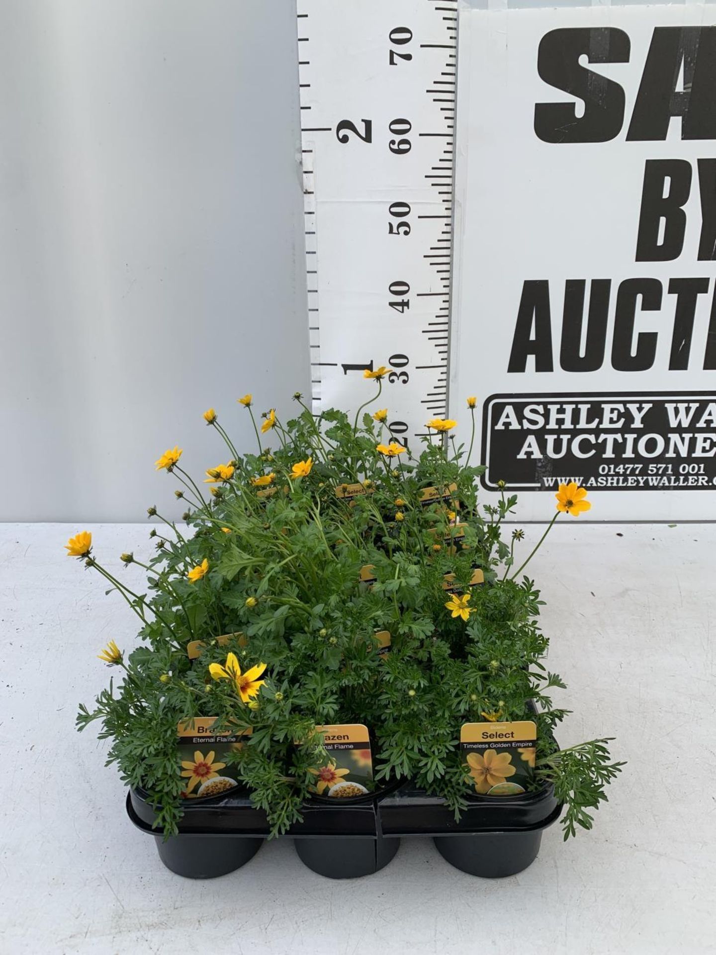 FIFTEEN BIDENS SELECT TIMELESS GOLDEN EMPIRE AND ETERNAL FLAME BASKET PLANTS IN P9 POTS PLUS VAT