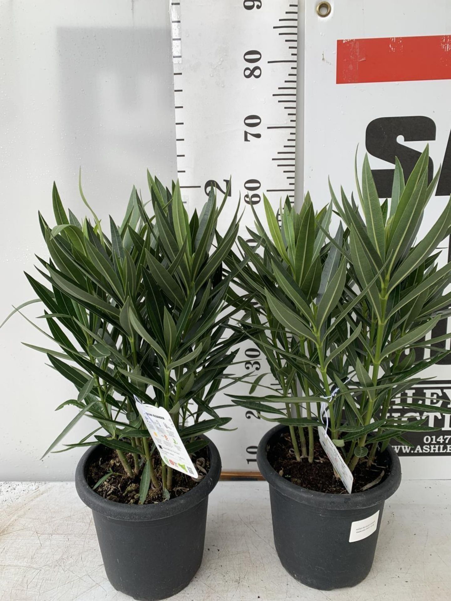 TWO OLEANDER NERIUM SHRUBS MULTICOLOURED APPROX 60CM TALL IN 4 LTR POTS PLUS VAT TO BE SOLD FOR - Image 3 of 20