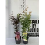 TWO ACER PALMATUM JAPANESE JEWELS IN 3 LTR POTS TO INCLUDE A BI HOO AND A SKETTERS BROOM OVER 1