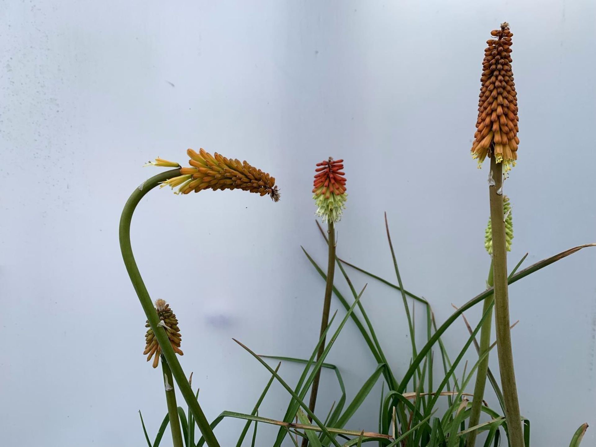 FOUR KNIPHOFIA RED HOT POKER 'FLAMENCO' IN 2 LTR POTS APPROX 70CM IN HEIGHT PLUS VAT TO BE SOLD - Image 6 of 8