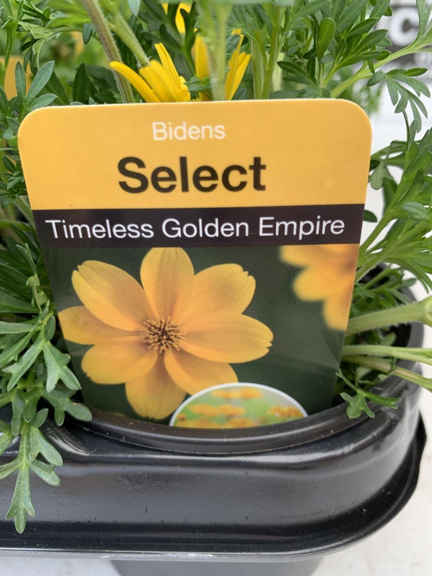 FIFTEEN BIDENS SELECT TIMELESS GOLDEN EMPIRE AND ETERNAL FLAME BASKET PLANTS IN P9 POTS PLUS VAT - Image 4 of 6