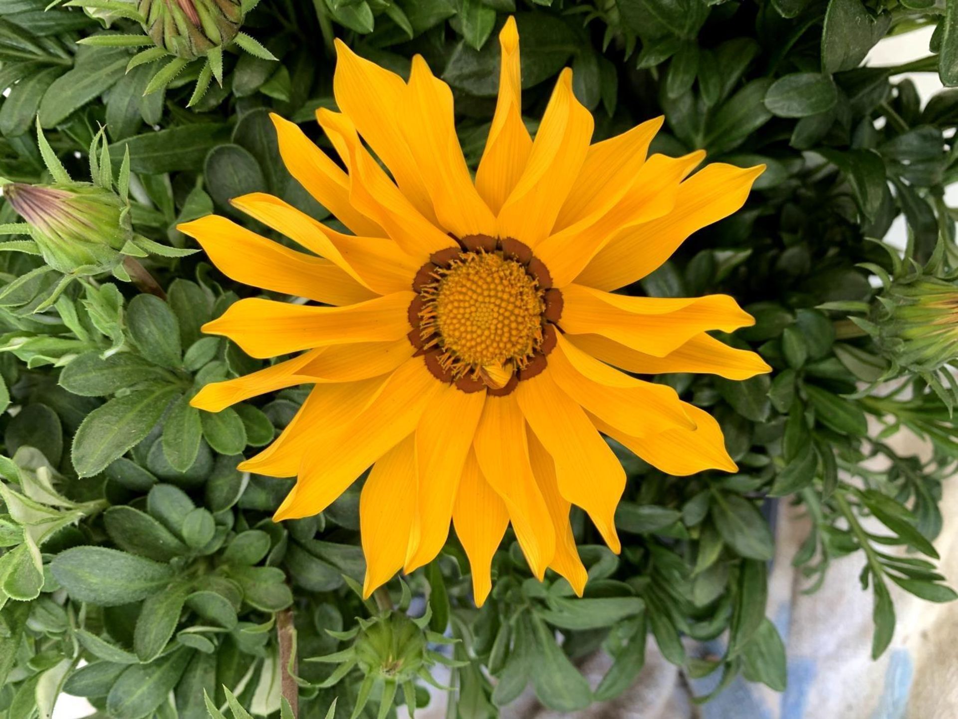 EIGHT GAZANIA RIGENS BIG KISS IN MIXED COLOURS IN ONE LTR POTS 30CM IN HEIGHT ON A TRAY PLUS VAT - Image 8 of 10