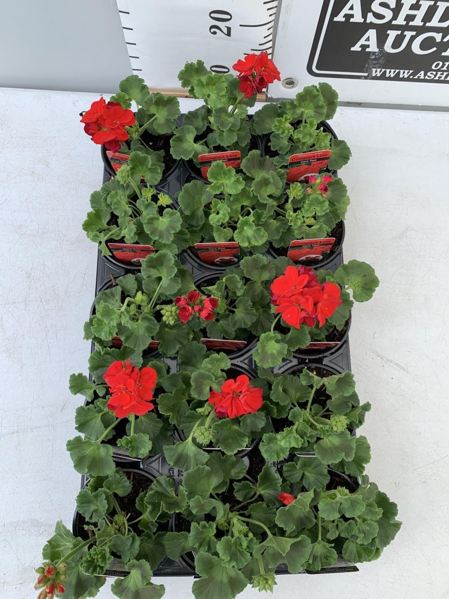 FIFTEEN PELARGONIUM UPRIGHT IN DARK RED BASKET PLANTS ON A TRAY IN P9 POTS PLUS VAT TO BE SOLD FOR - Image 2 of 4