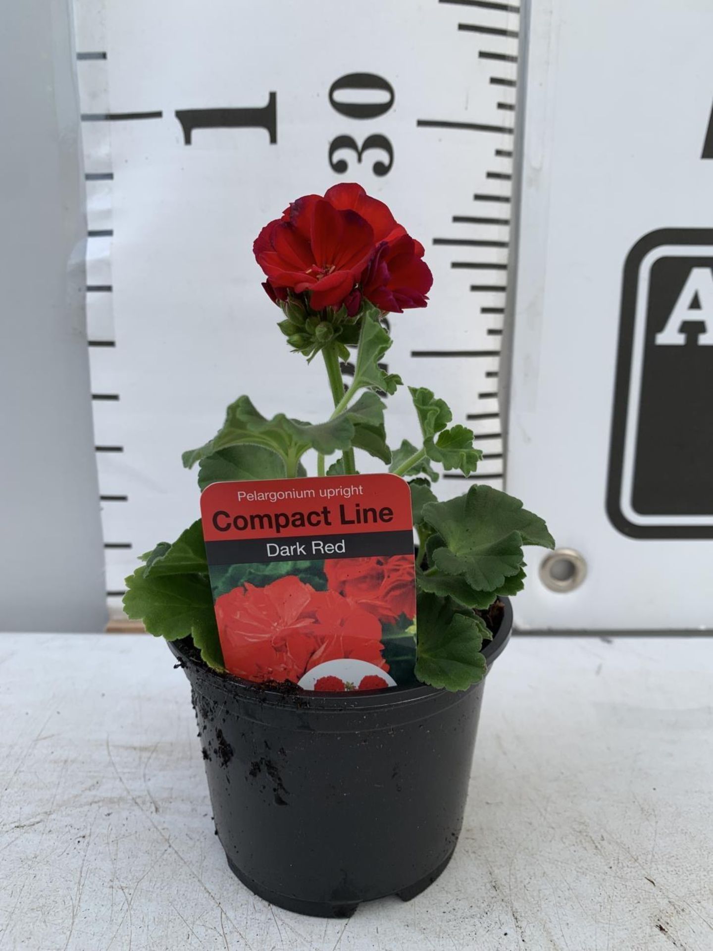 FIFTEEN PELARGONIUM UPRIGHT IN DARK RED BASKET PLANTS IN P9 POTS PLUS VAT TO BE SOLD FOR THE FIFTEEN - Bild 3 aus 4