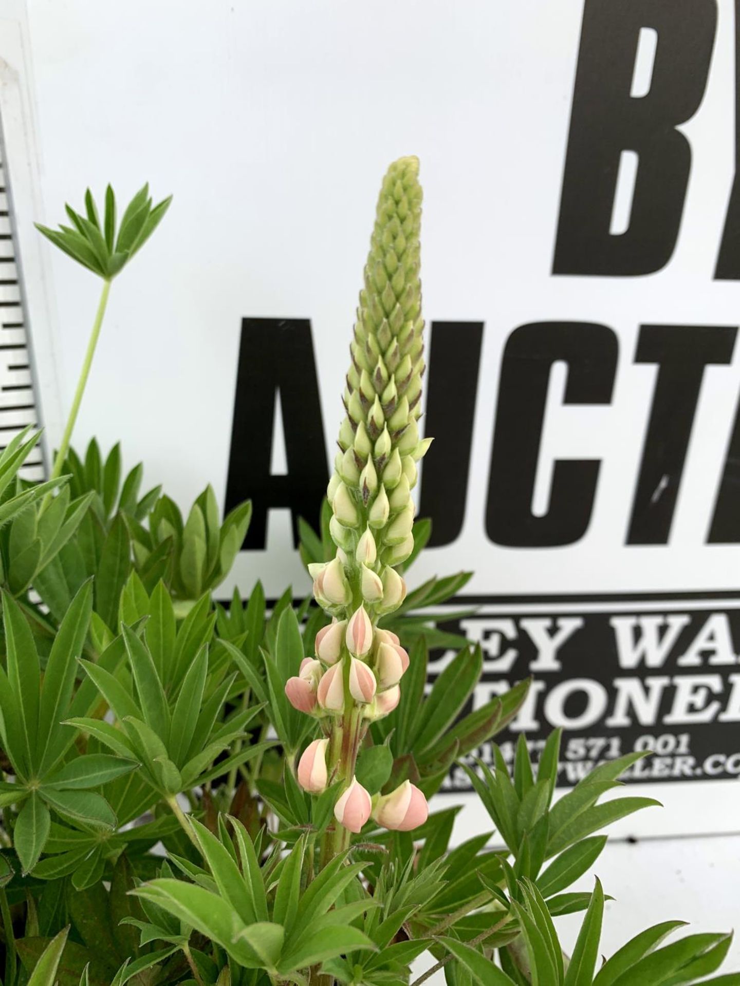 EIGHT LUPIN RUSSELLS IN MIXED COLOURS IN 1 LTR POTS APPROX 40-50CM IN HEIGHT PLUS VAT TO BE SOLD FOR - Image 5 of 7