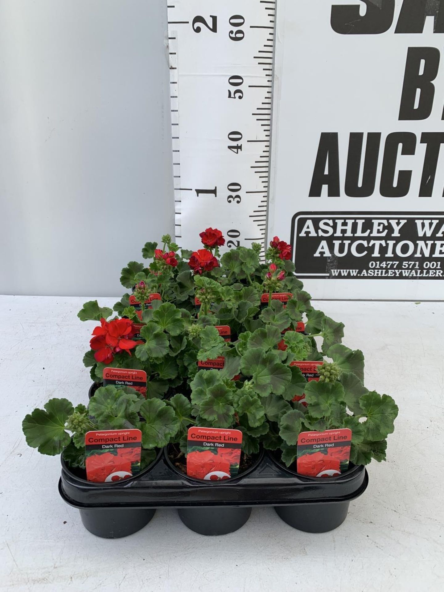 FIFTEEN PELARGONIUM UPRIGHT IN DARK RED BASKET PLANTS IN P9 POTS PLUS VAT TO BE SOLD FOR THE FIFTEEN