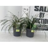 TWO HARDY ORNAMENTAL GRASSES CAREX MORROWII 'ICE DANCE' AND 'IRISH GREEN' IN 3 LTR POTS APPROX