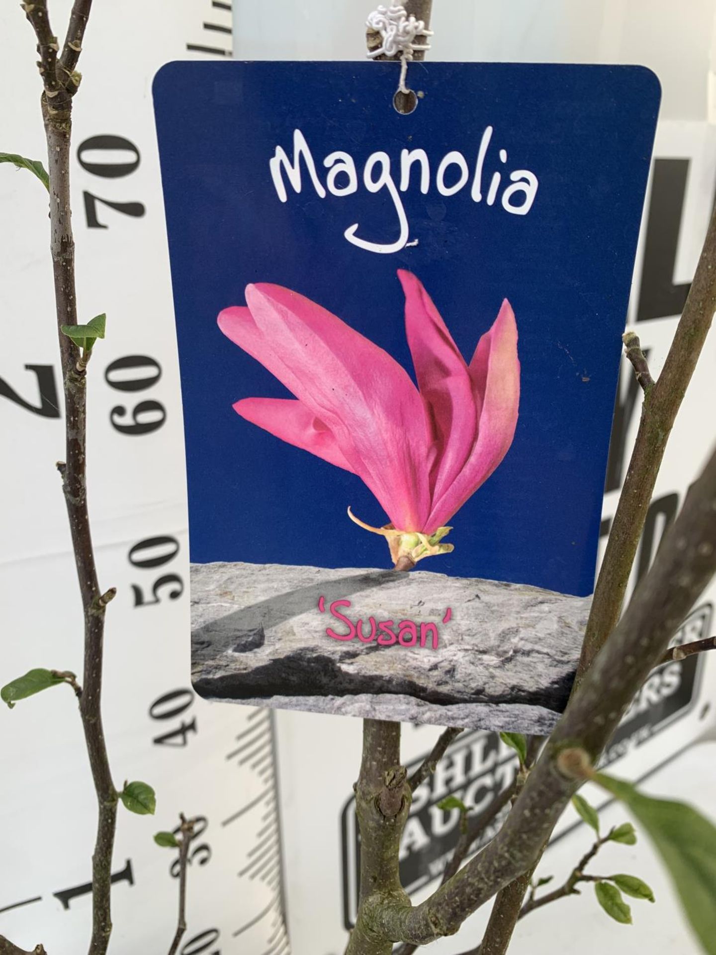 ONE MAGNOLIA 'SUSAN' DARK PINK IN A 7 LTR POT APPROX 110CM IN HEIGHT PLUS VAT - Image 7 of 10