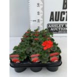 FIFTEEN PELARGONIUM UPRIGHT IN SCARLET BASKET PLANTS IN P9 POTS PLUS VAT TO BE SOLD FOR THE FIFTEEN