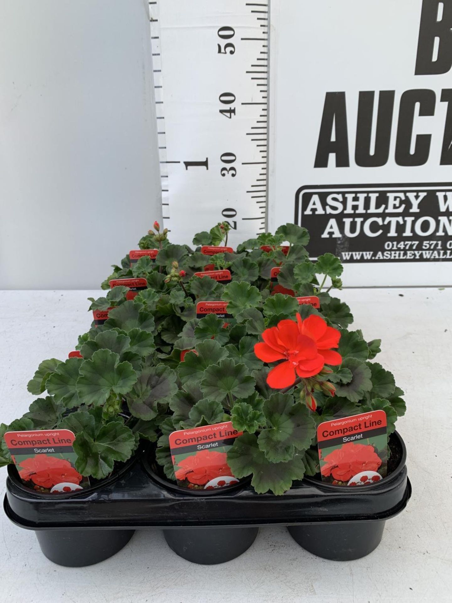 FIFTEEN PELARGONIUM UPRIGHT IN SCARLET BASKET PLANTS IN P9 POTS PLUS VAT TO BE SOLD FOR THE FIFTEEN