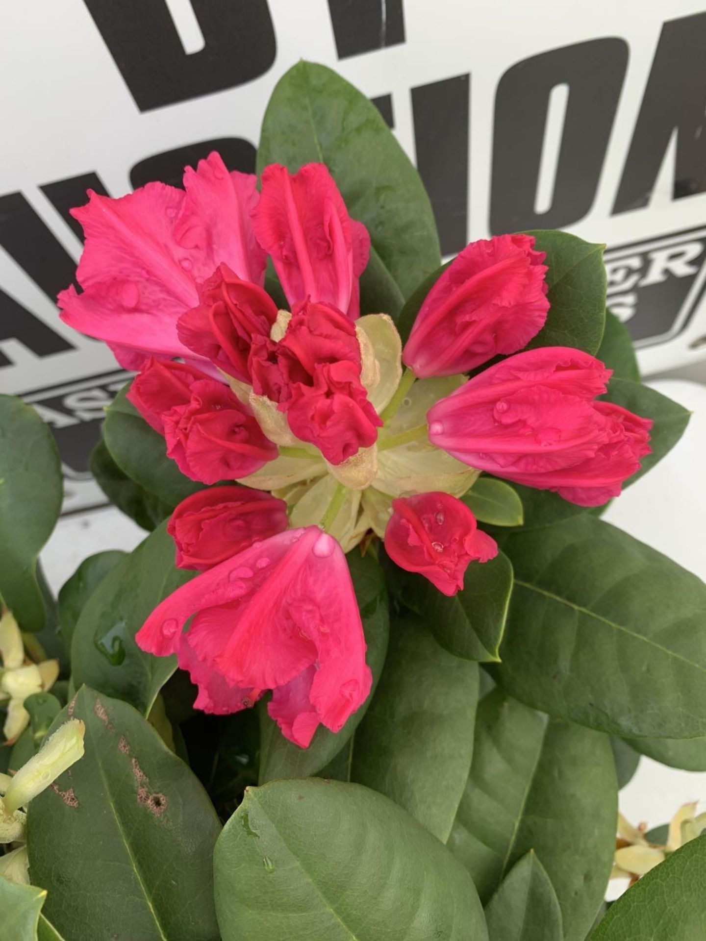 TWO RHODODENDRON GERMANIA DARK PINK AND VIRGINIA RICHARDS LIGHT PINK IN 5 LTR POTS 60CM TALL PLUS - Image 12 of 12