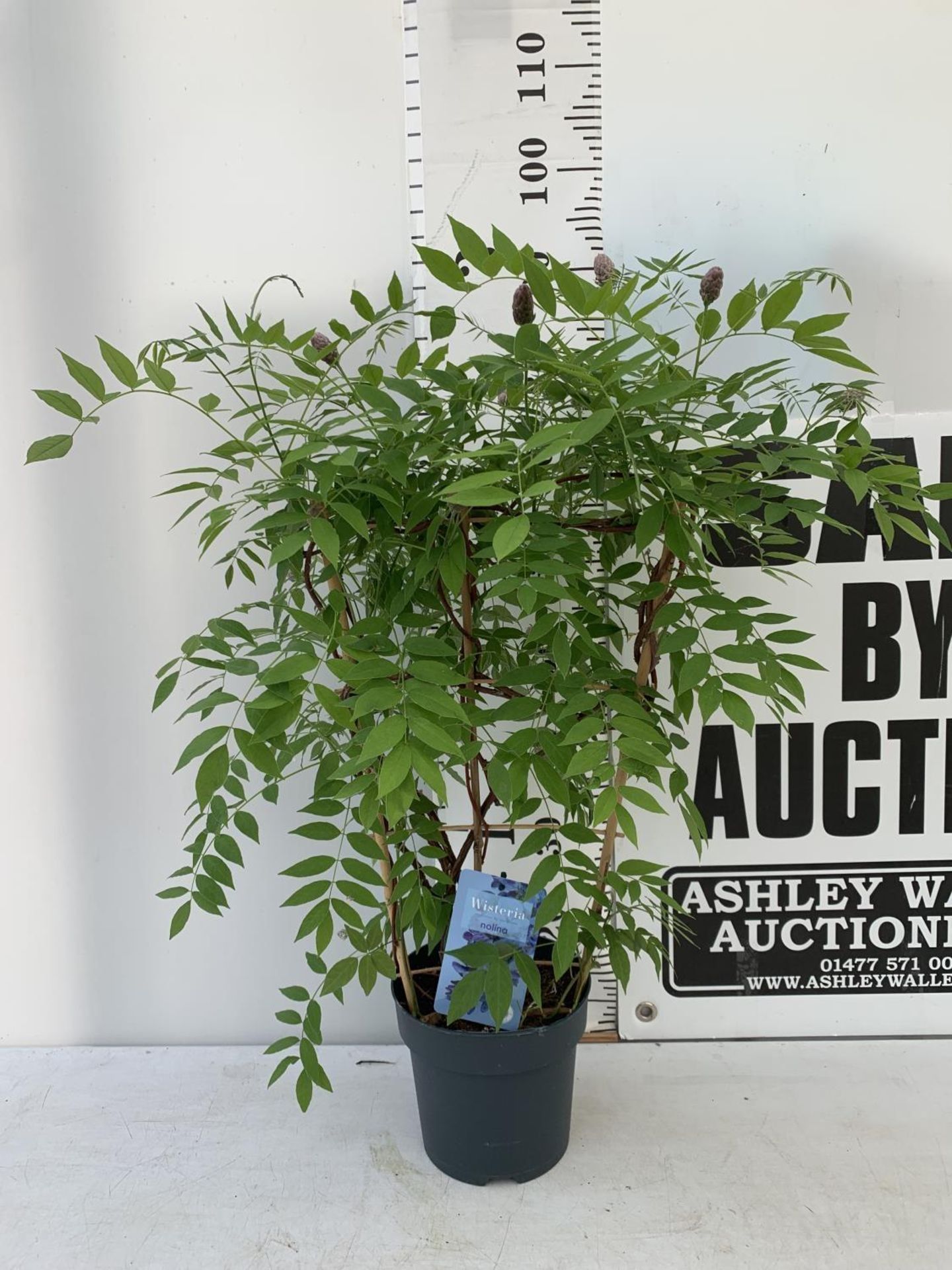 A WISTERIA AMETHYST FALLS ON A FRAME PATIO READY IN A 3 LTR POT 90CM TALL PLUS VAT - Image 2 of 8