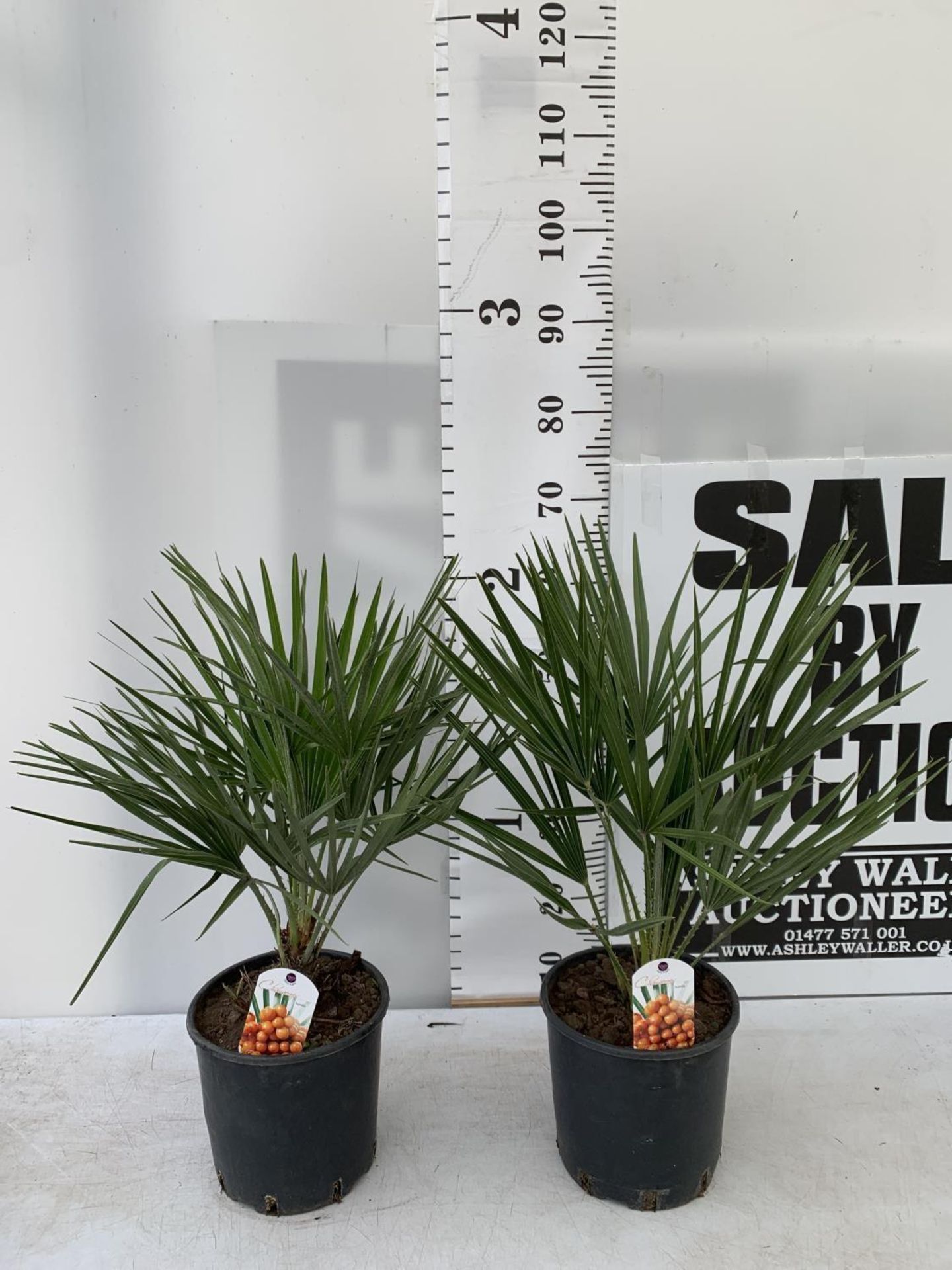 TWO CHAMAEROPS HUMILIS HARDY IN 3 LTR POTS APPROX 70CM IN HEIGHT PLUS VAT TO BE SOLD FOR THE TWO - Image 2 of 12