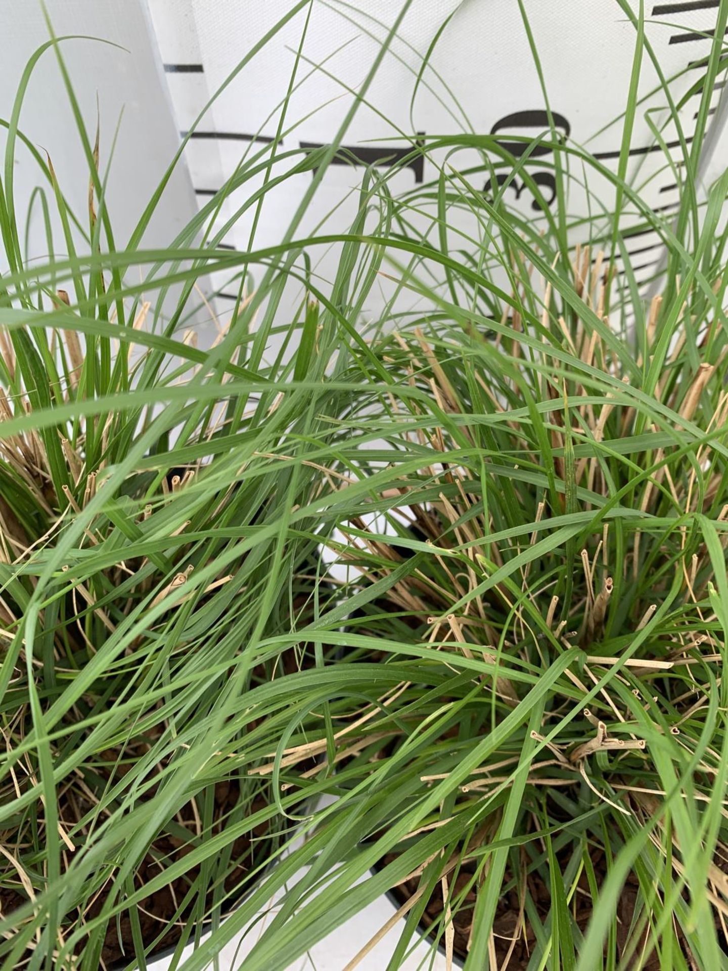 TWO ORNAMENTAL GRASSES PENNISETUM 'HAMELN' APPROX 45CM IN HEIGHT IN 4 LTR POTS PLUS VAT TO BE SOLD - Image 5 of 8