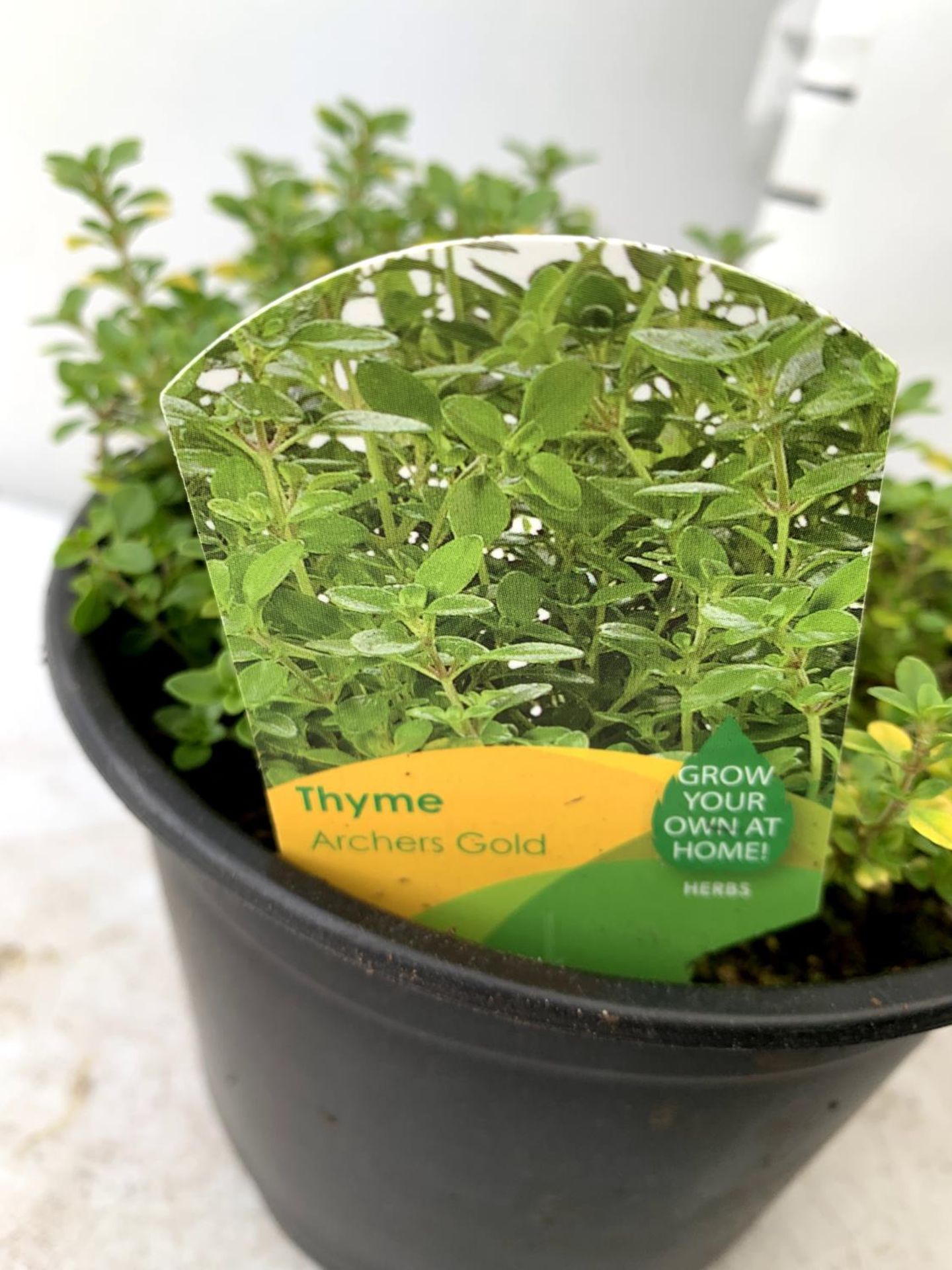 THREE THYME 'ARCHERS GOLD' IN 1 LTR POTS APPROX 20CM IN HEIGHT PLUS VAT TO BE SOLD FOR THE THREE - Image 7 of 8