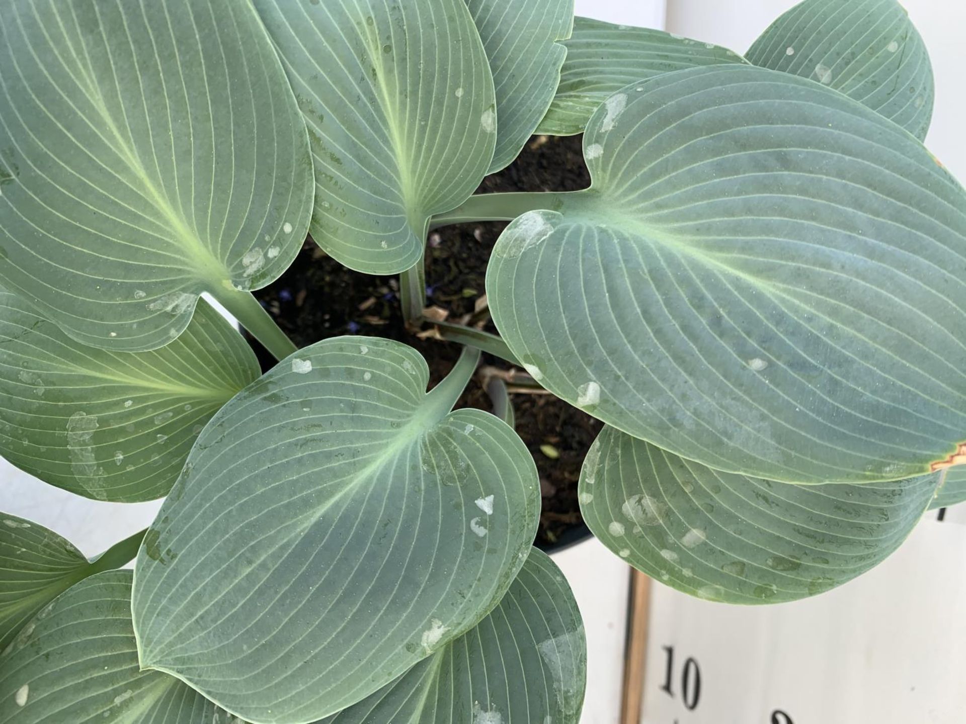 THREE MIXED VARIETY HOSTAS TO INCLUDE WIDE BRIM, HALCYON AND PATRIOT IN 3 LTR POTS 30CM TALL TO BE - Image 8 of 16