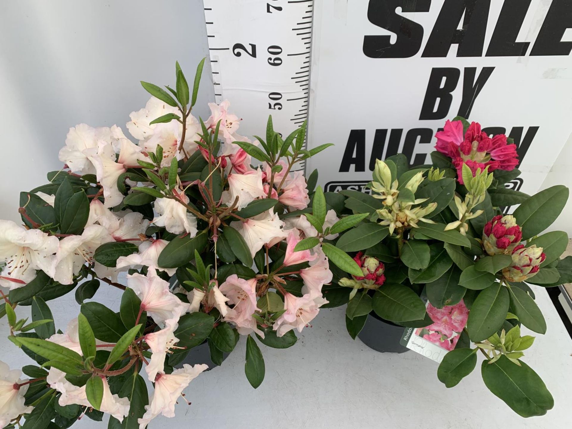 TWO RHODODENDRON GERMANIA DARK PINK AND VIRGINIA RICHARDS LIGHT PINK IN 5 LTR POTS 60CM TALL PLUS - Image 3 of 12