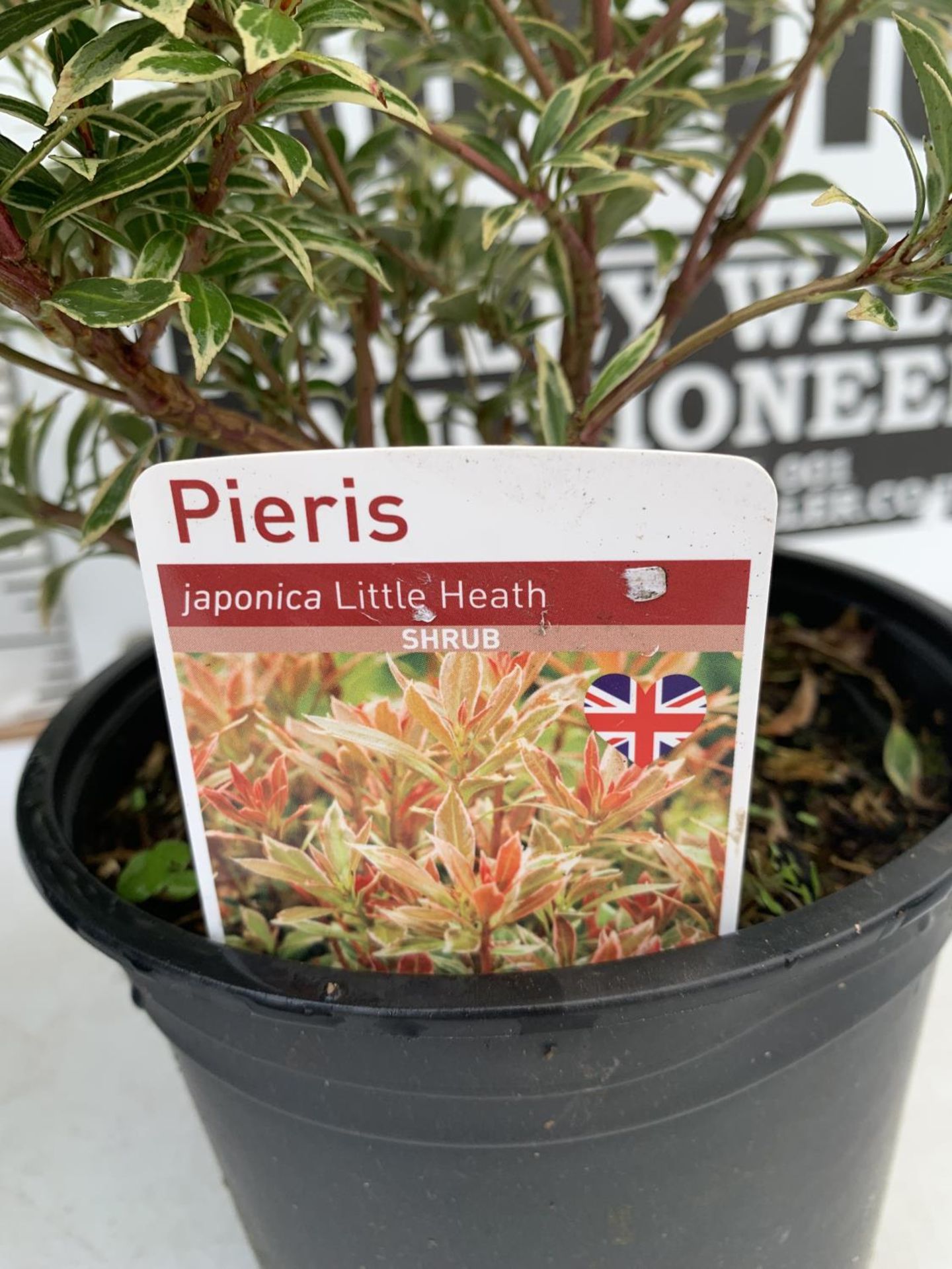 THREE PIERIS LITTLE HEATH 45CM TALL IN 2 LTR POTS TO BE SOLD FOR THE THREE PLUS VAT - Image 7 of 8
