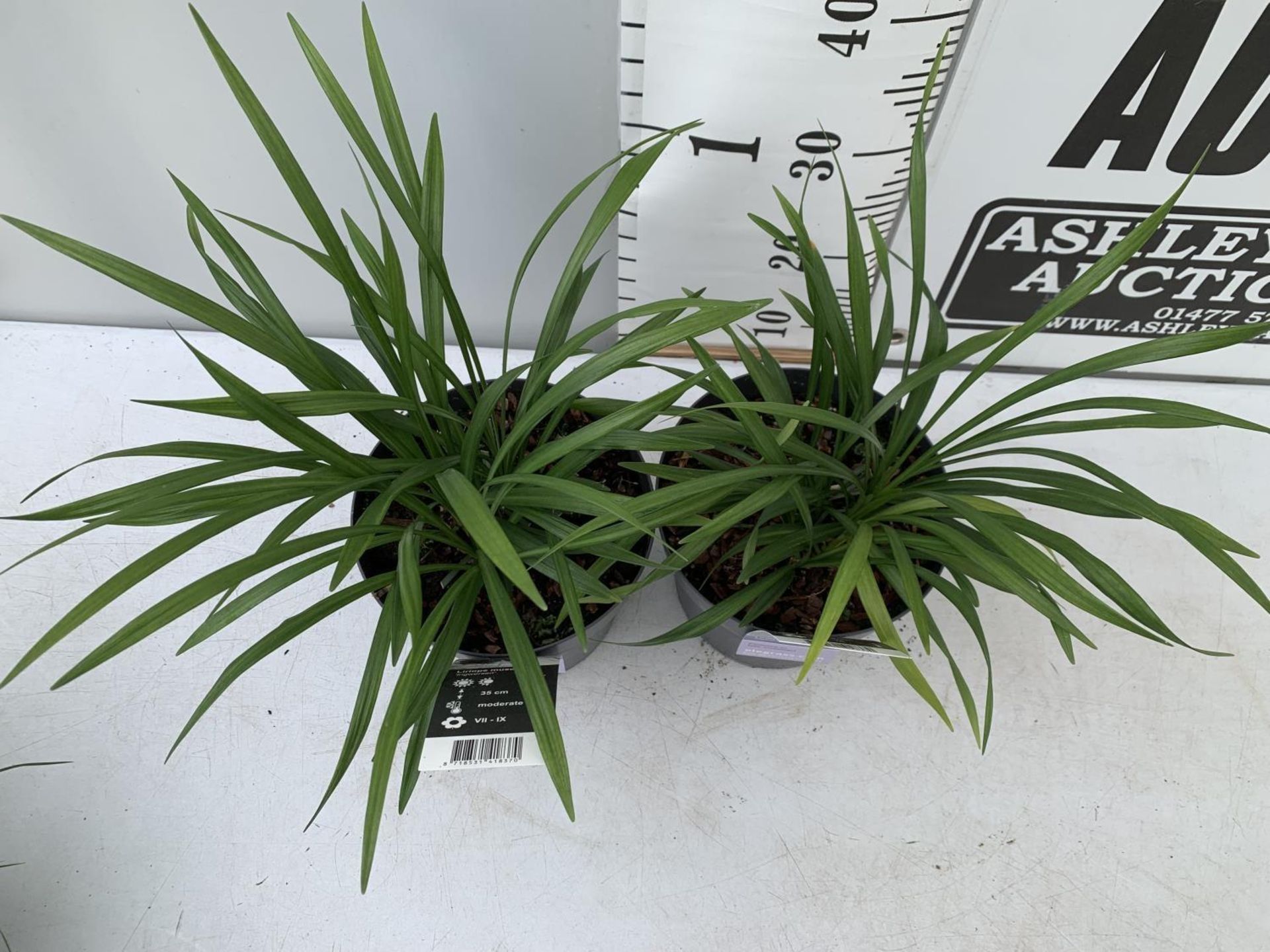 TWO HARDY ORNAMENTAL GRASSES LIRIOPE MUSCARI 'INGWERSEN' IN 3 LTR POTS APPROX 50CM IN HEIGHT PLUS - Image 4 of 8