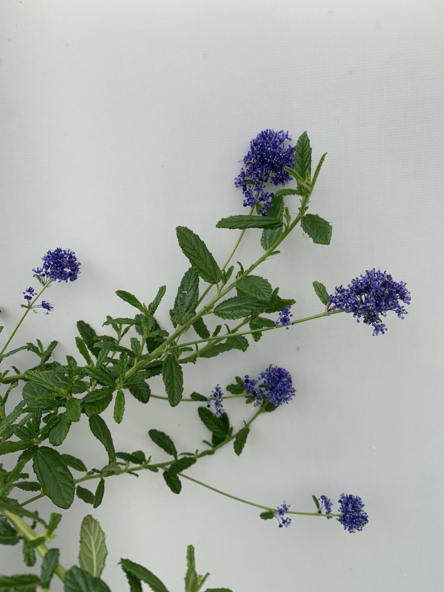 TWO CEANOTHUS 'CONCHA' ON A PYRAMID FRAM IN FLOWER IN 2 LTR POTS WITH CARD APPROX 75CM IN HEIGHT - Image 5 of 8