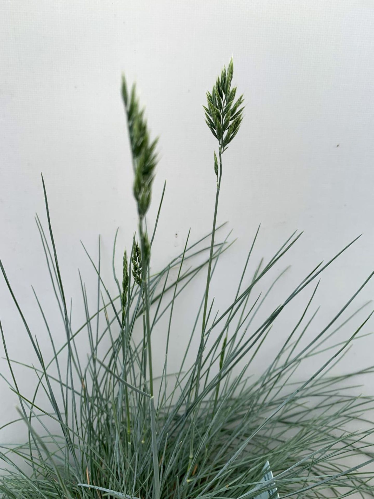 TWO FESTUCA GLAUCA 'INTENSE BLUE' ORNAMENTAL GRASSES IN 2 LTR POTS APPROX 50CM IN HEIGHT PLUS VAT TO - Image 5 of 8