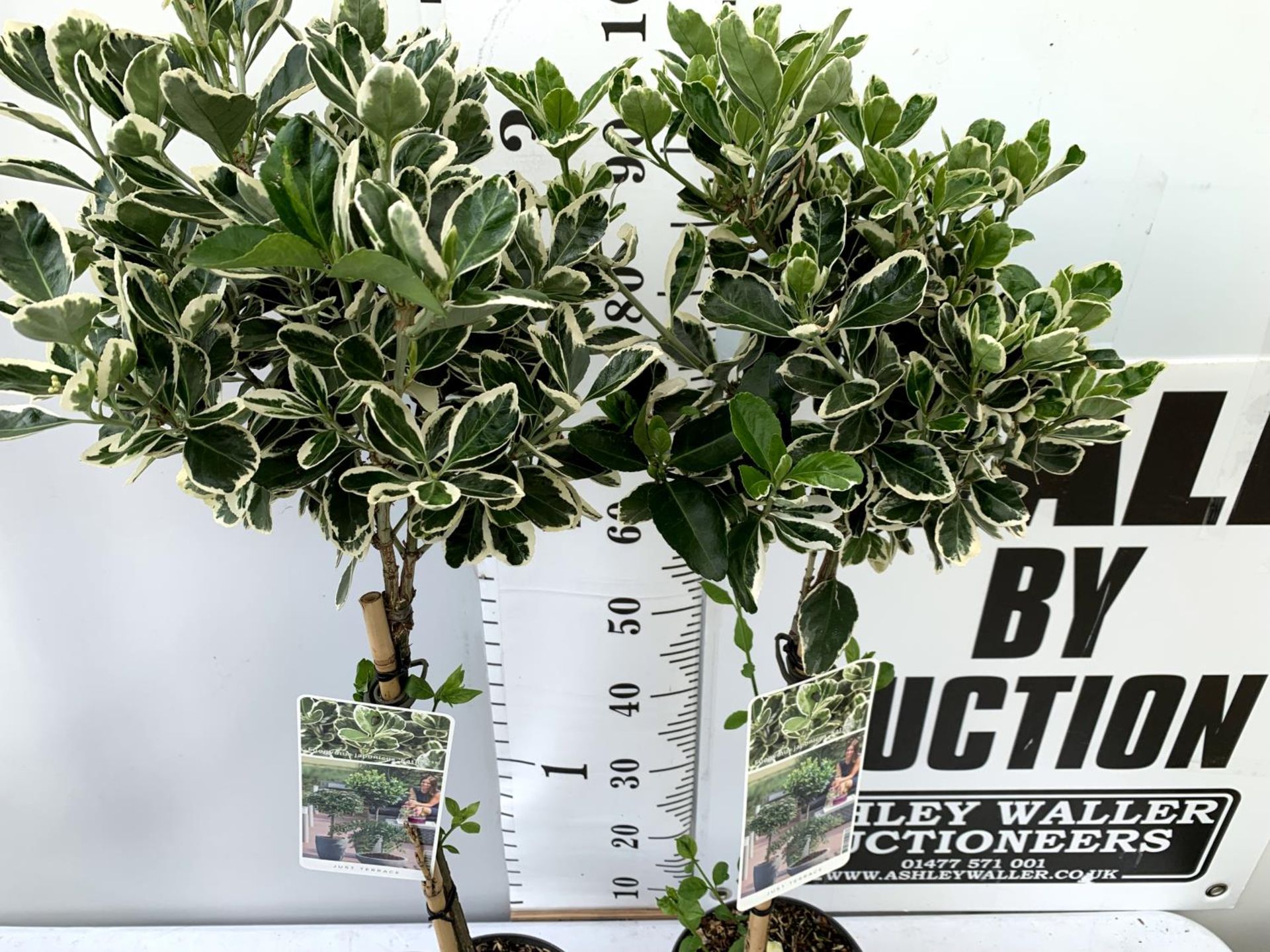 TWO STANDARD EUONYMUS JAPONICUS 'KATHY' IN 3 LTR POTS 110CM IN HEIGHT PLUS VAT TO BE SOLD FOR THE - Image 3 of 8