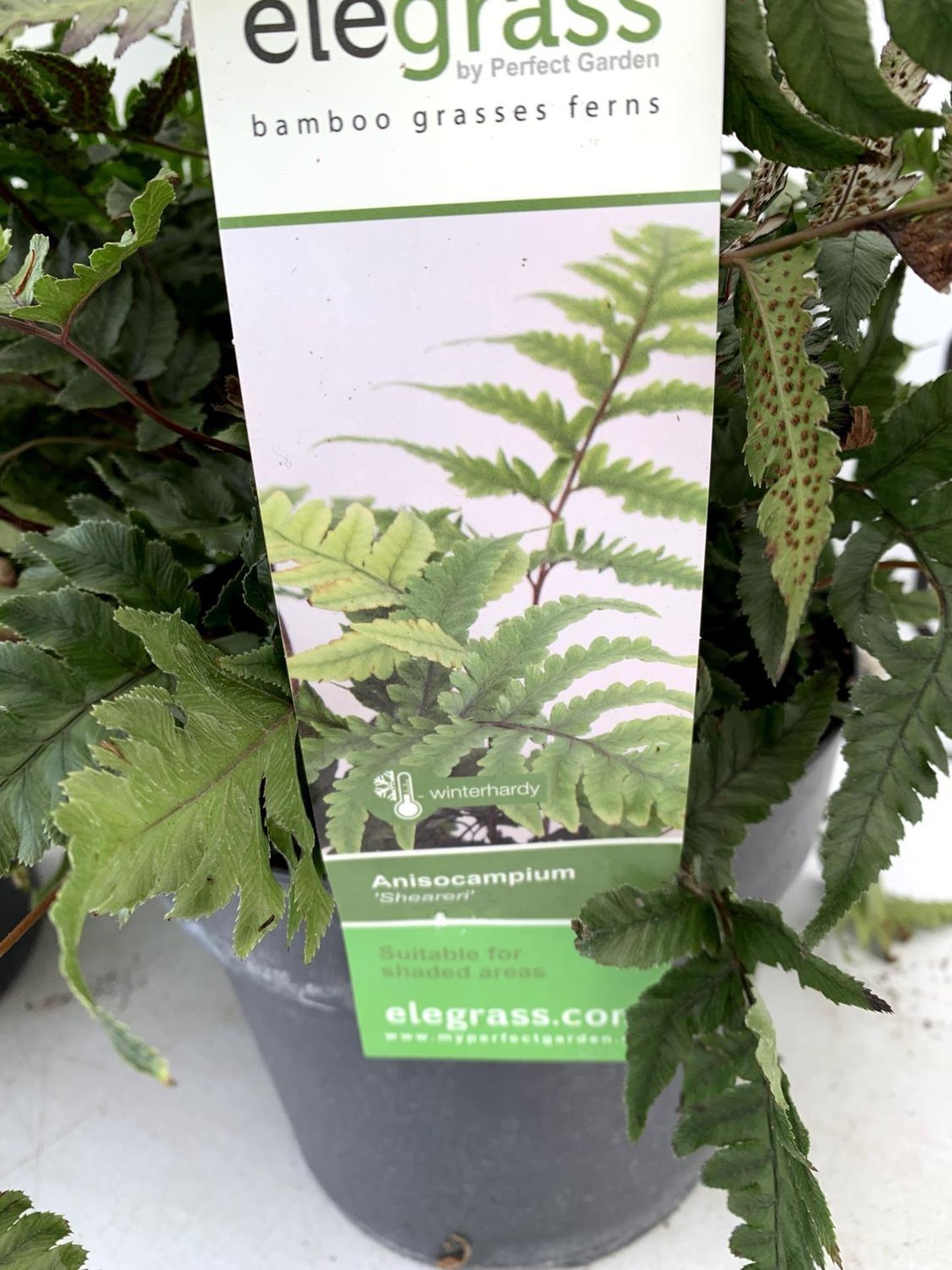 TWO LARGE ELEGRASS FERNS POLYSTICHUM AND ANISOCAMPIUM SHEARERI IN 3 LTR POTS 30-60CM TALL TO BE SOLD - Image 11 of 12