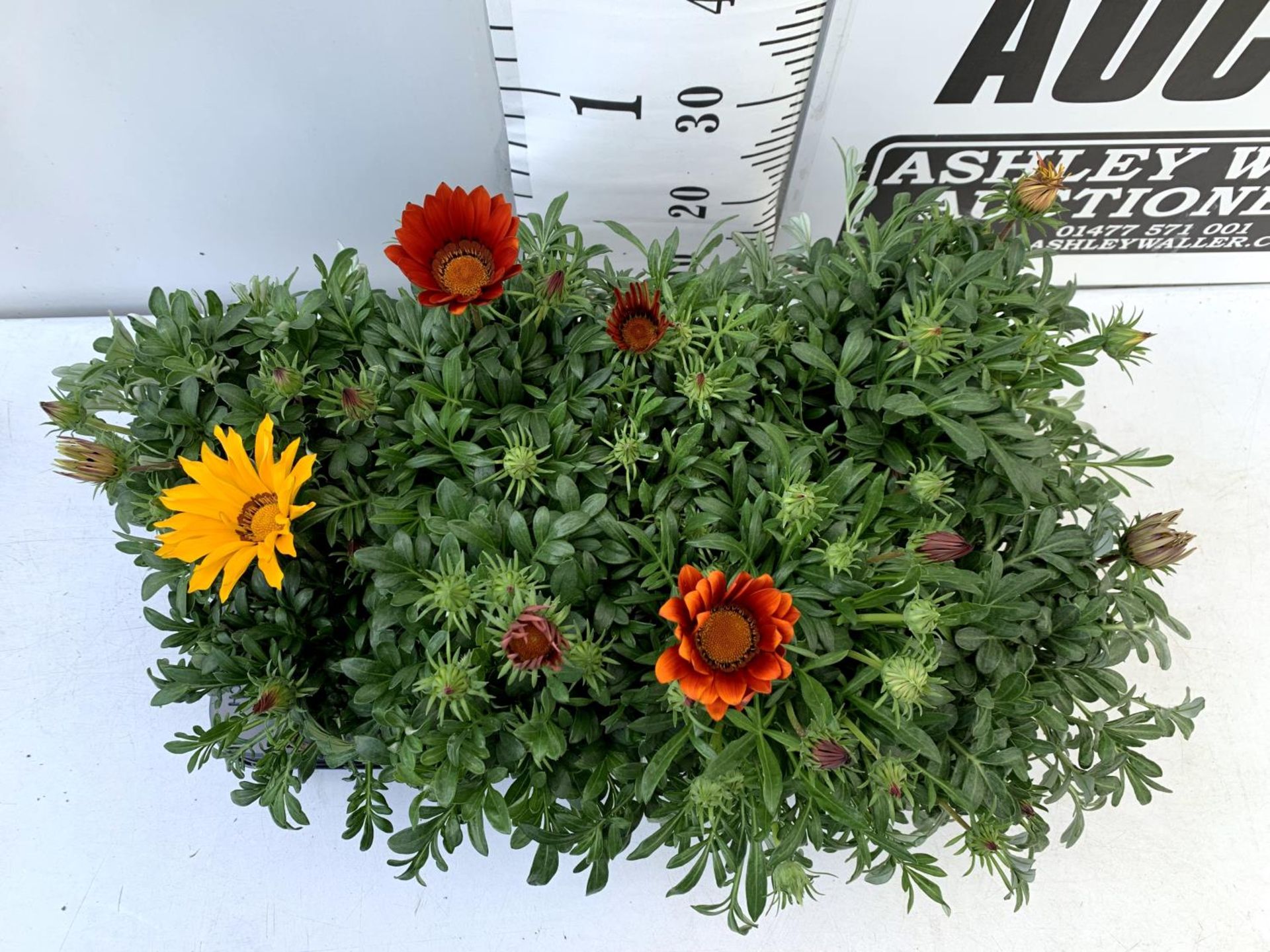 EIGHT GAZANIA RIGENS BIG KISS IN MIXED COLOURS IN ONE LTR POTS 30CM IN HEIGHT ON A TRAY PLUS VAT - Image 3 of 10