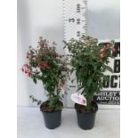 TWO BELLA STANDARD RED/WHITE AND RED/PURPLE FUCHSIA IN A 3 LTR POTS 70CM -80CM TALL TO BE SOLD FOR