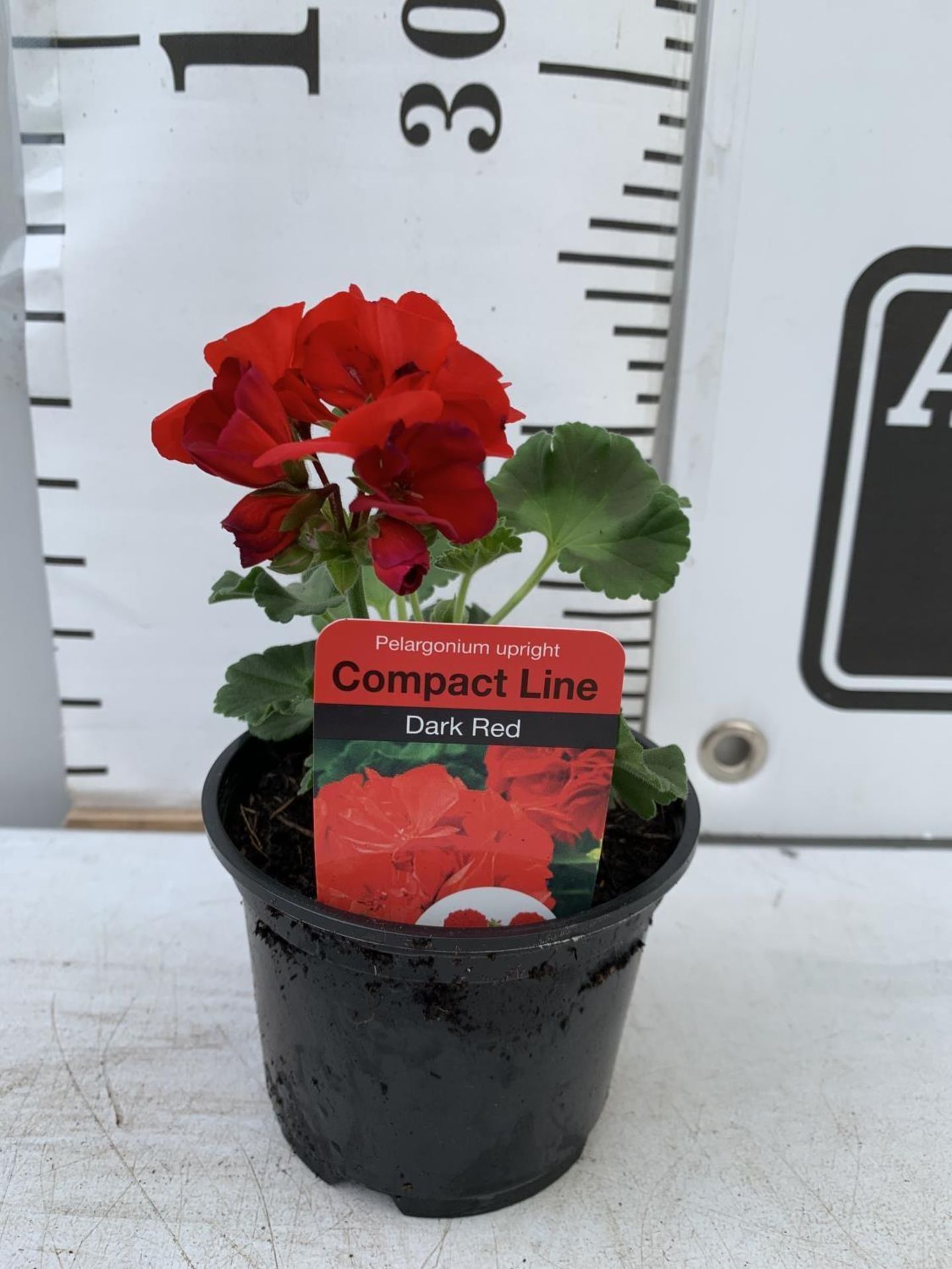 FIFTEEN PELARGONIUM UPRIGHT IN DARK RED BASKET PLANTS ON A TRAY IN P9 POTS PLUS VAT TO BE SOLD FOR - Image 3 of 4