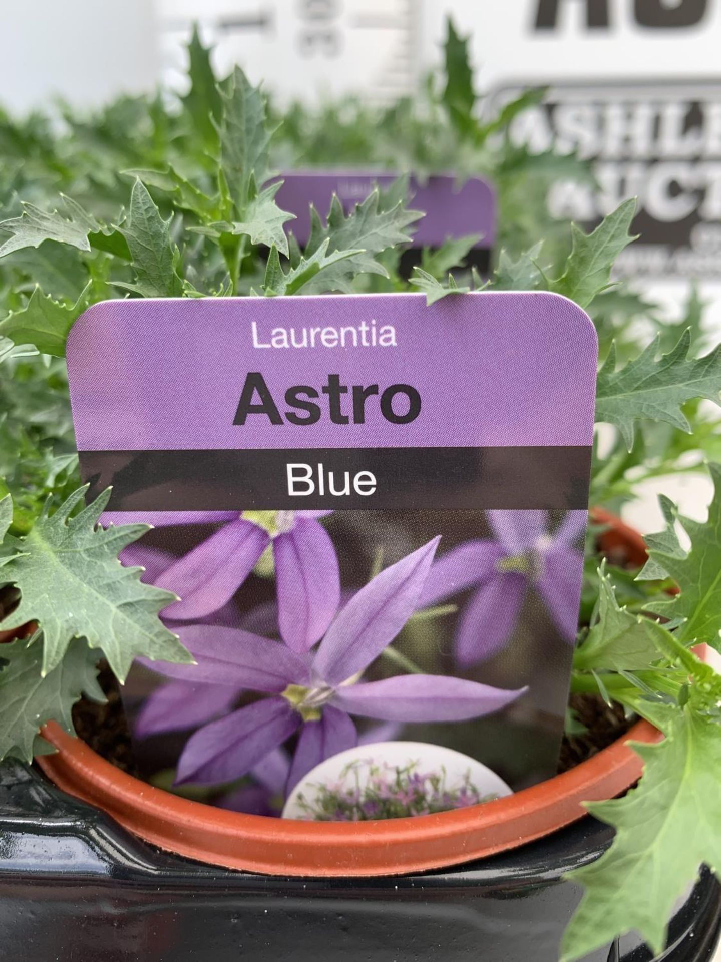 FIFTEEN LAURENTIA ASTRO BLUE BASKET PLANTS IN P9 POTS PLUS VAT TO BE SOLD FOR THE FIFTEEN - Image 4 of 4
