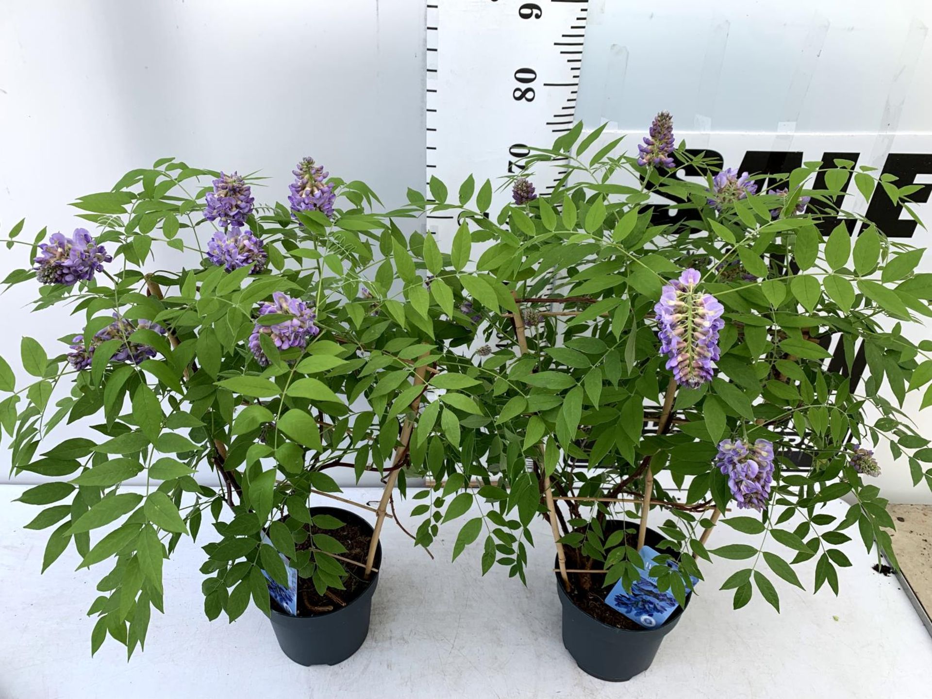 TWO WISTERIA AMETHYST FALLS WITH FLOWERS ON A FRAME PATIO READY IN A 3 LTR POT 90CM TALL PLUS VAT TO - Image 3 of 10