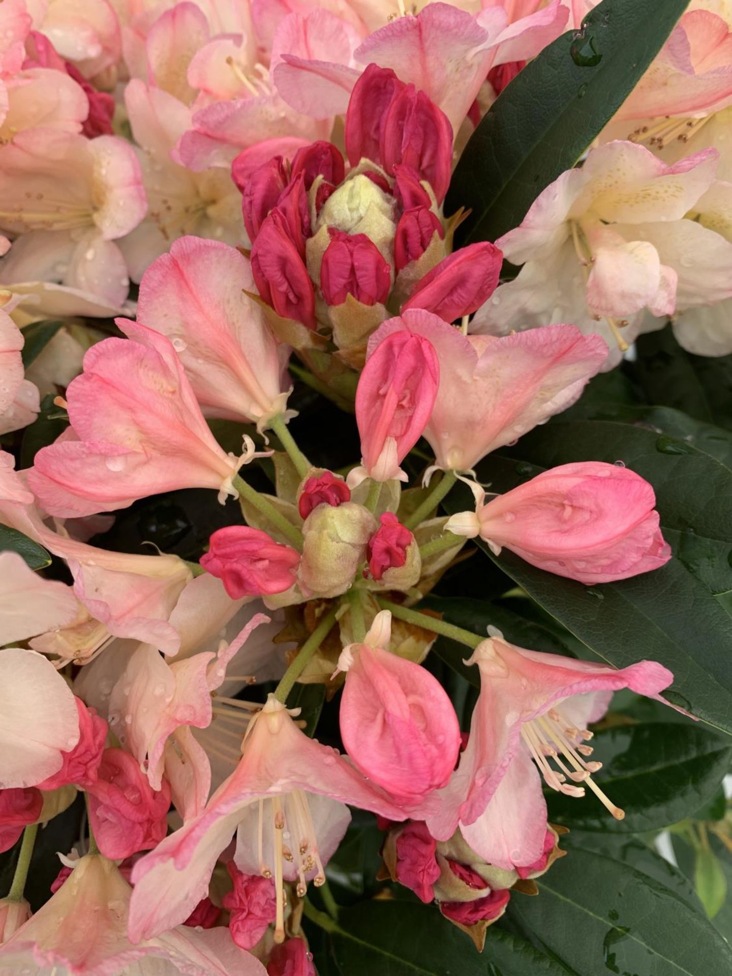 THREE RHODODENDRONS 'MARCEL MENARD' PONTICUM VARIEGATUM AND 'PERCY WISEMAN' IN 5 LTR POTS APPROX - Image 13 of 16