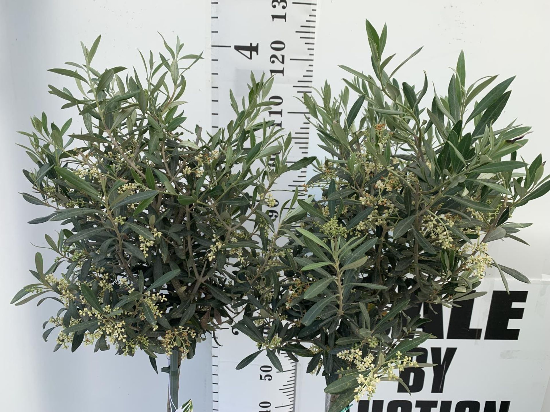 TWO OLIVE EUROPEA STANDARD TREES APPROX 130CM IN HEIGHT IN 4 LTR POTS NO VAT TO BE SOLD FOR THE TWO - Bild 2 aus 6