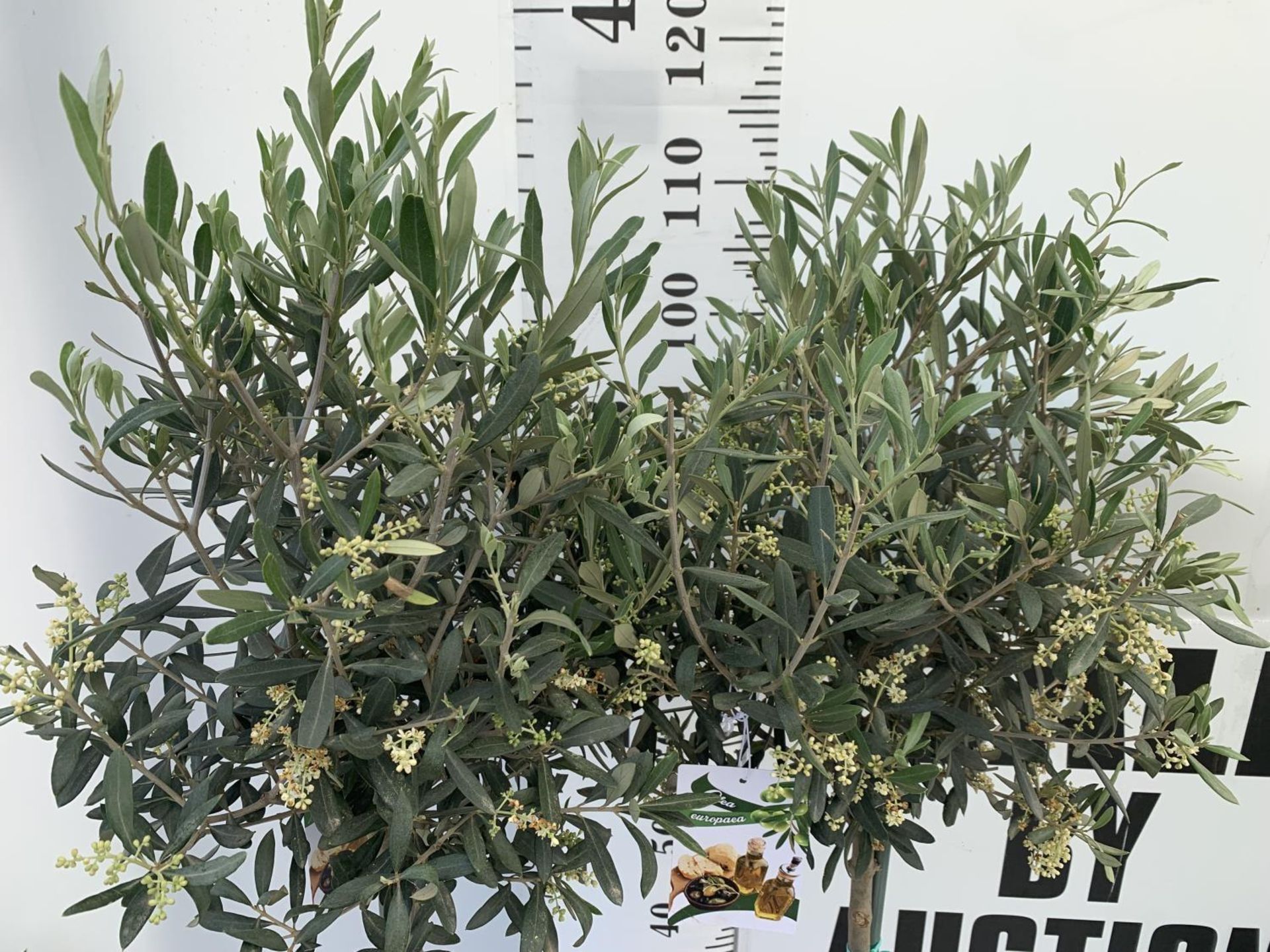 TWO OLIVE EUROPEA STANDARD TREES APPROX 120CM IN HEIGHT IN 3LTR POTS NO VAT TO BE SOLD FOR THE TWO - Image 4 of 6