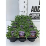 FIFTEEN LAURENTIA ASTRO BLUE BASKET PLANTS IN P9 POTS PLUS VAT TO BE SOLD FOR THE FIFTEEN