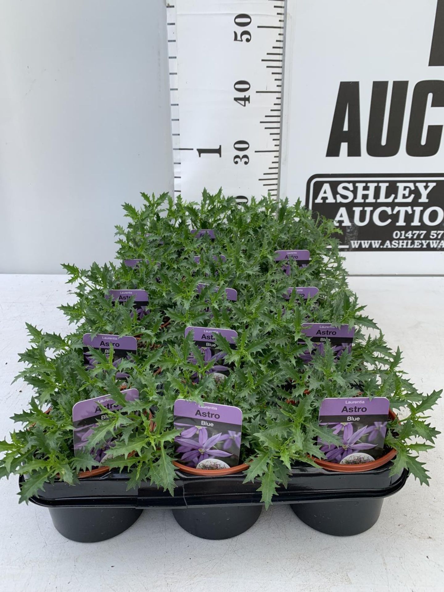 FIFTEEN LAURENTIA ASTRO BLUE BASKET PLANTS IN P9 POTS PLUS VAT TO BE SOLD FOR THE FIFTEEN