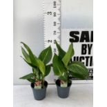 TWO EXCLUSIVE VARIETY CANNA PRETORIA APPROX 60CM IN HEIGHT IN 2 LTR POTS PLUS VAT TO BE SOLD FOR THE